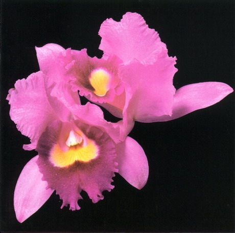 ORCHID GOLD VINYL