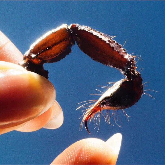 COWARDS – INDIE ONLY