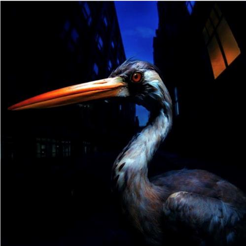 DECODING BIRDSONG – INDIE EXCLUSIVE